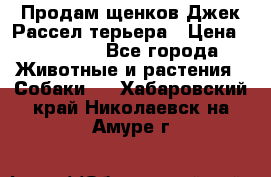 Продам щенков Джек Рассел терьера › Цена ­ 25 000 - Все города Животные и растения » Собаки   . Хабаровский край,Николаевск-на-Амуре г.